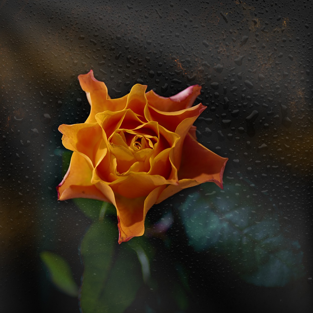 rose orange flower free photo