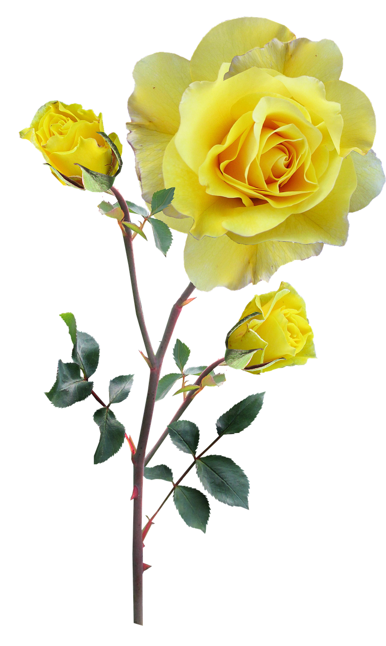 rose yellow stem free photo