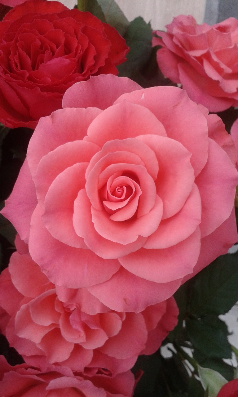 rose pink flower free photo