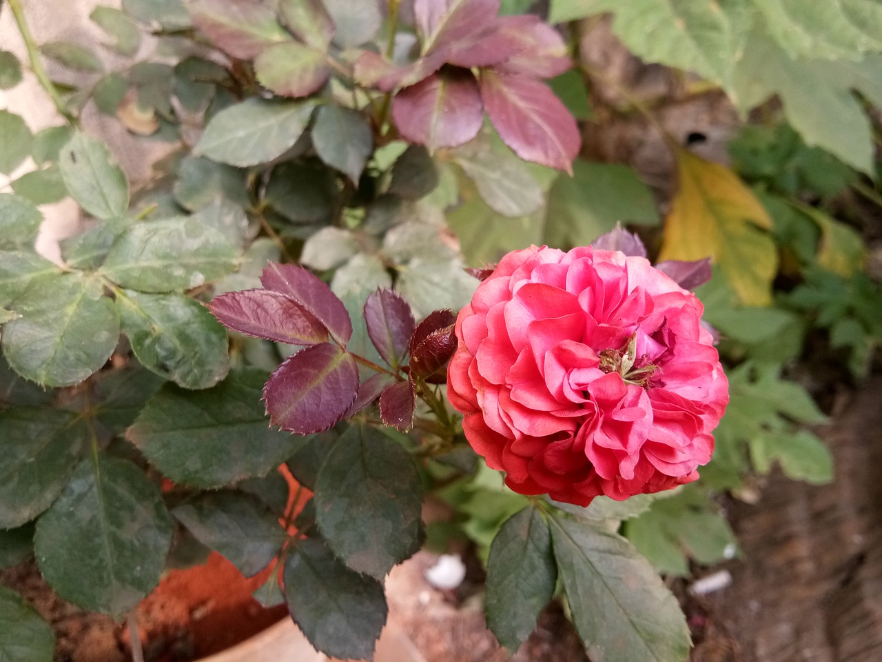 rose red rose garden flower free photo