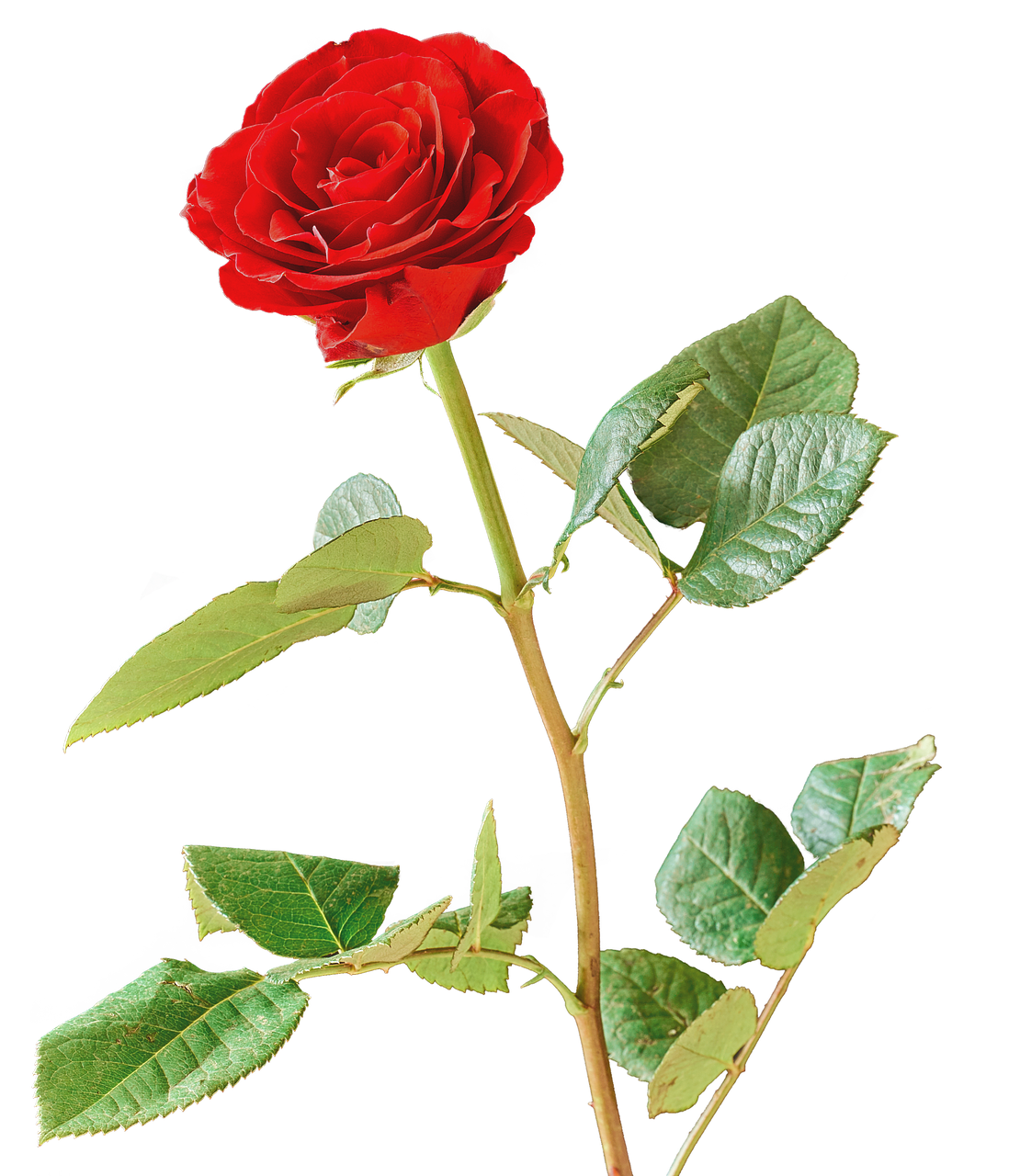 rose red red rose free photo