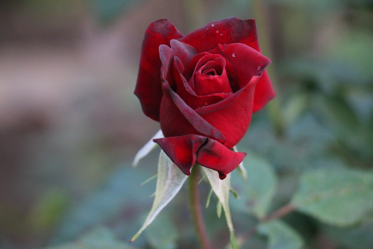 rose red rose love free photo