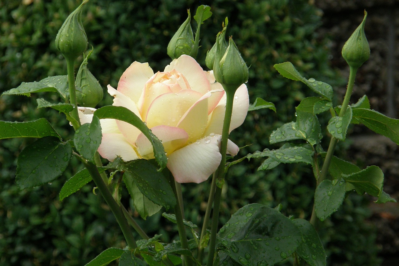 rose floribunda gloria dei free photo
