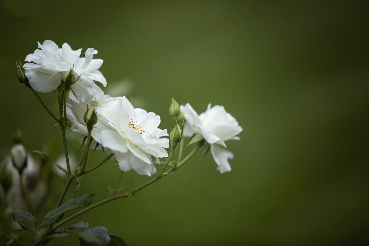 rose nature blossom free photo