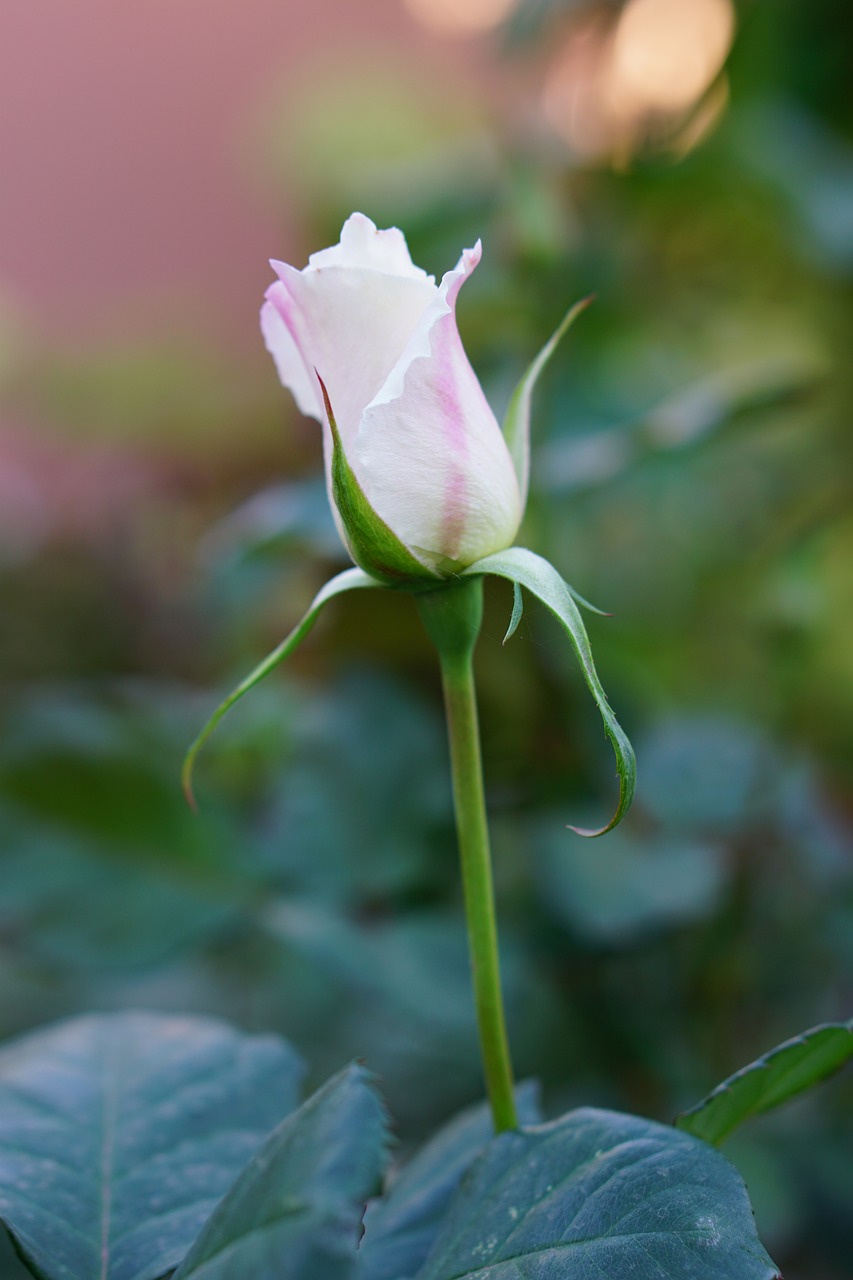 rose flower bud free photo