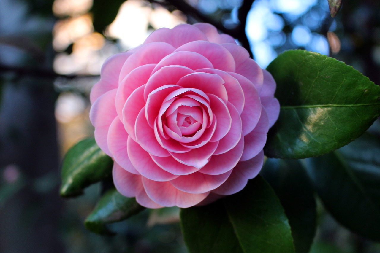 rose flowers pink free photo