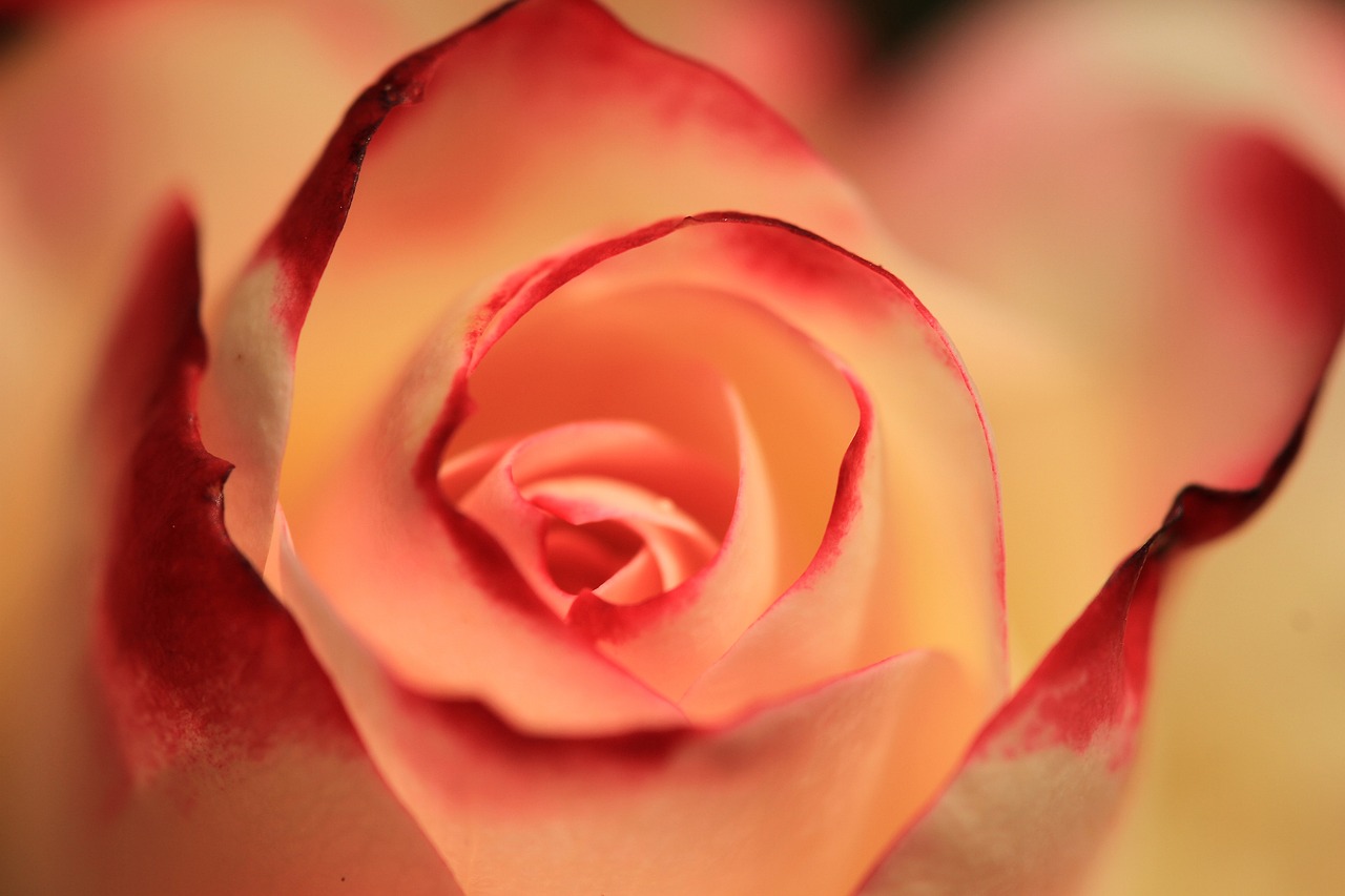 rose orange rose blossom free photo