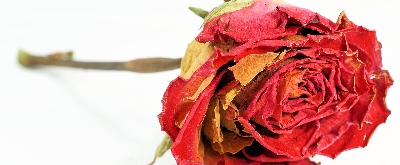 rose red dry free photo