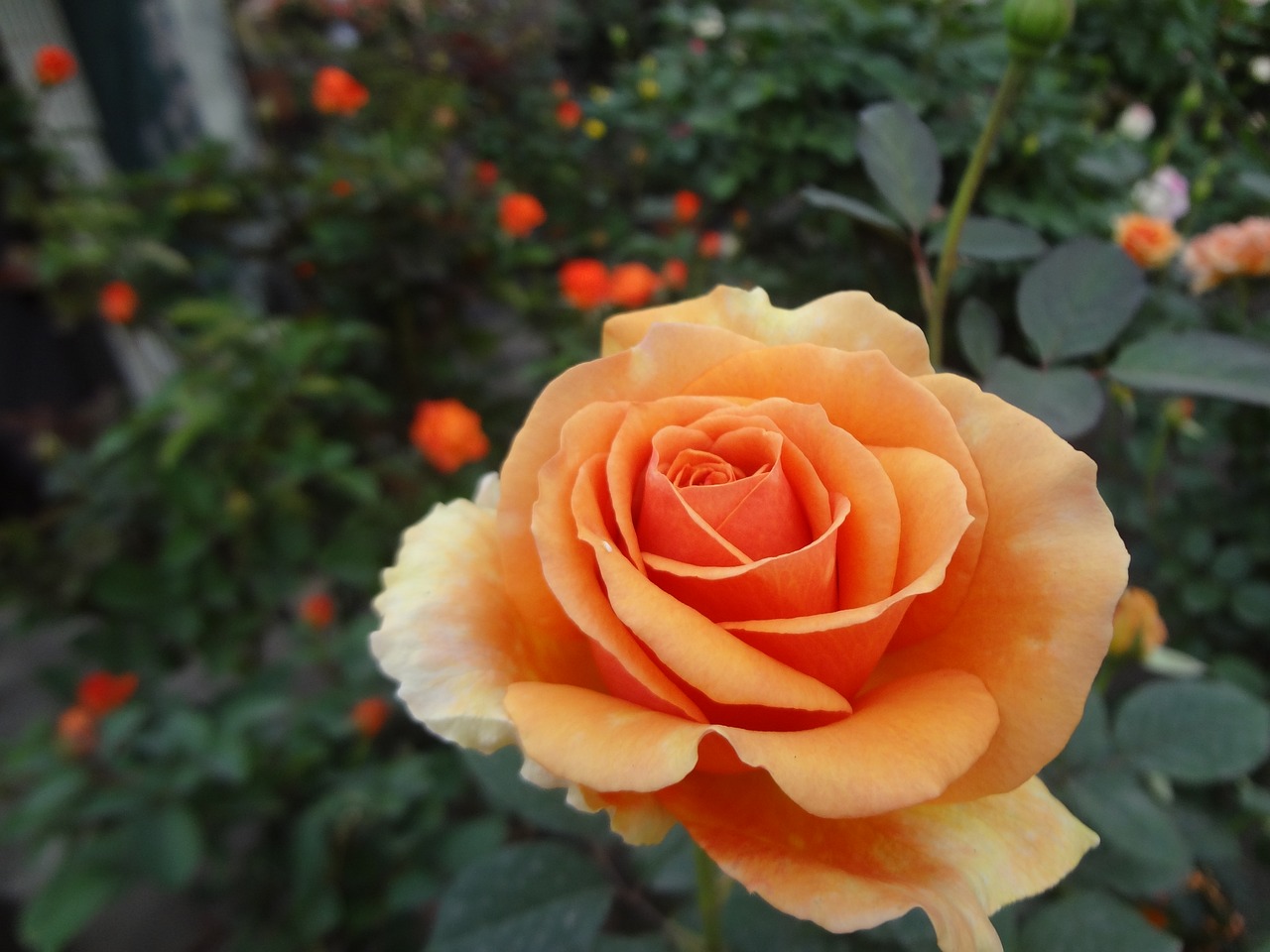 rose orange rose indian rose free photo