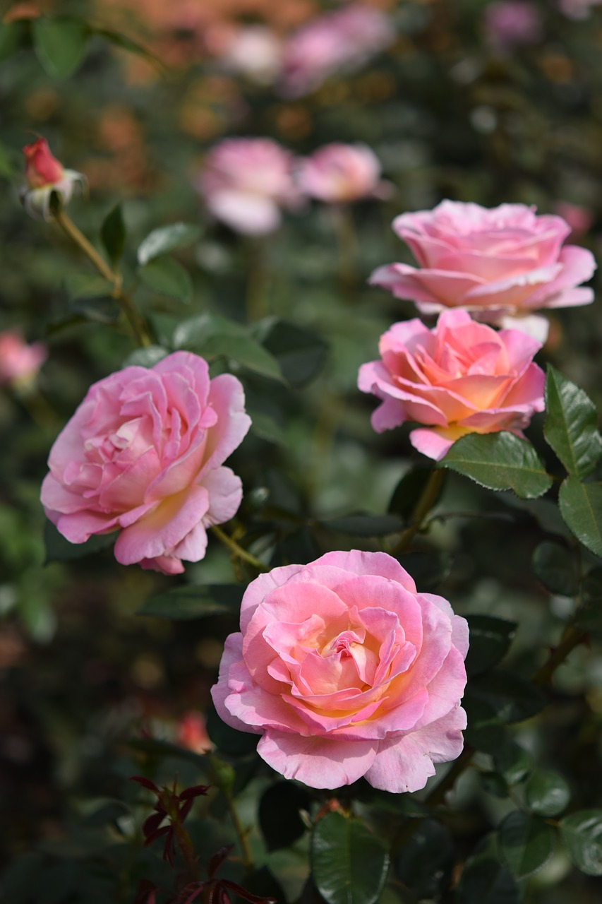 rose flower plant free photo