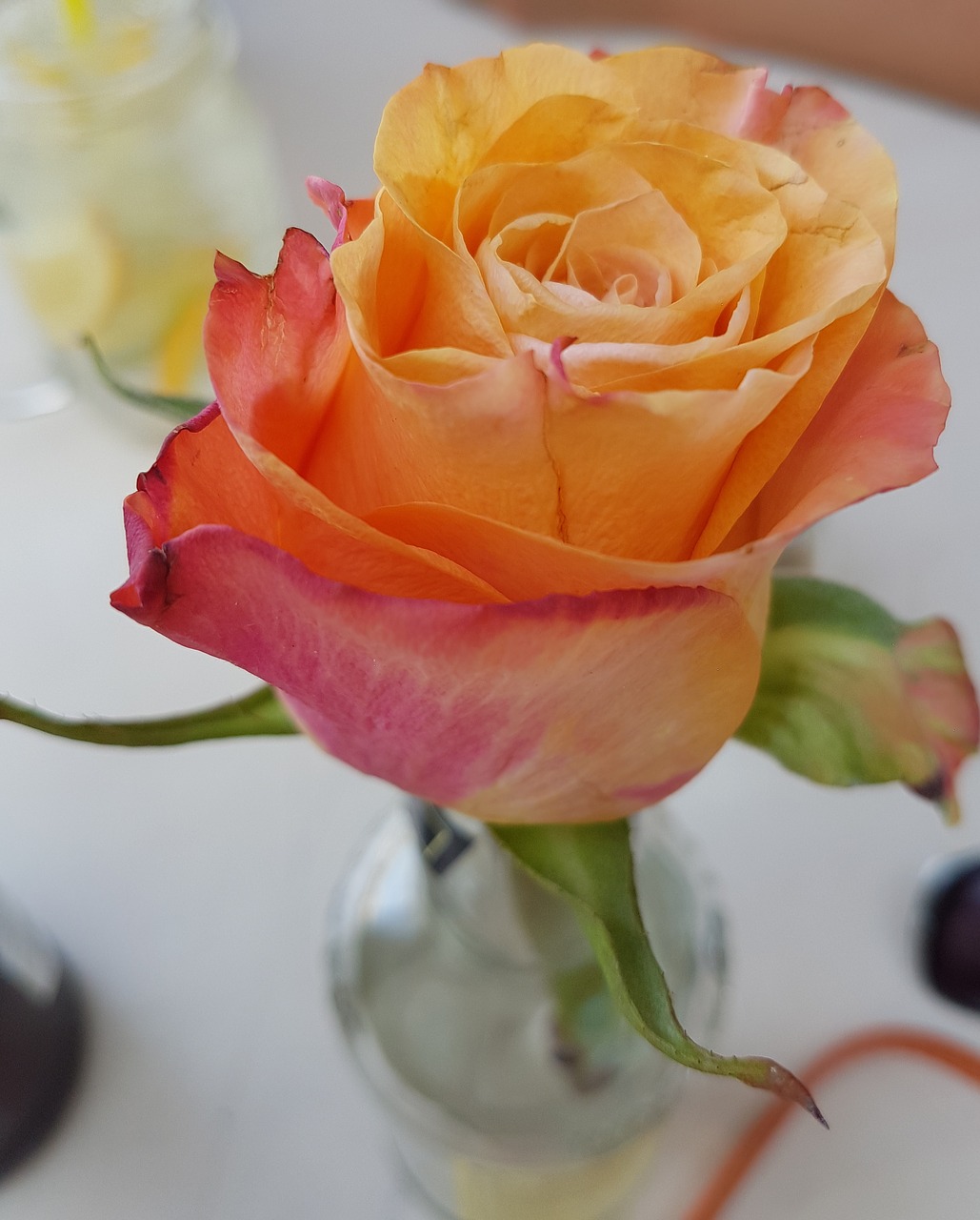 rose flower colors free photo