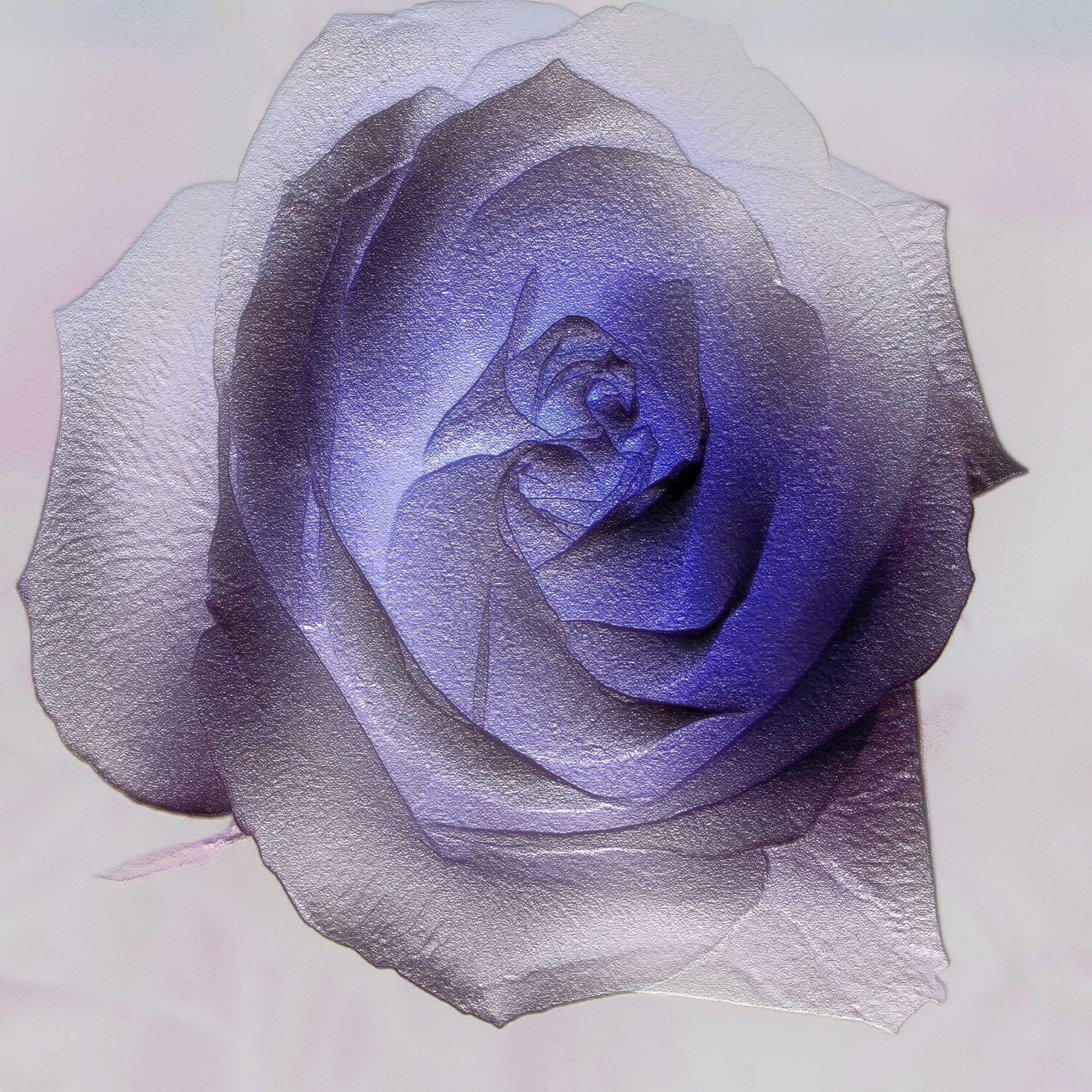 flower rose lilac free photo