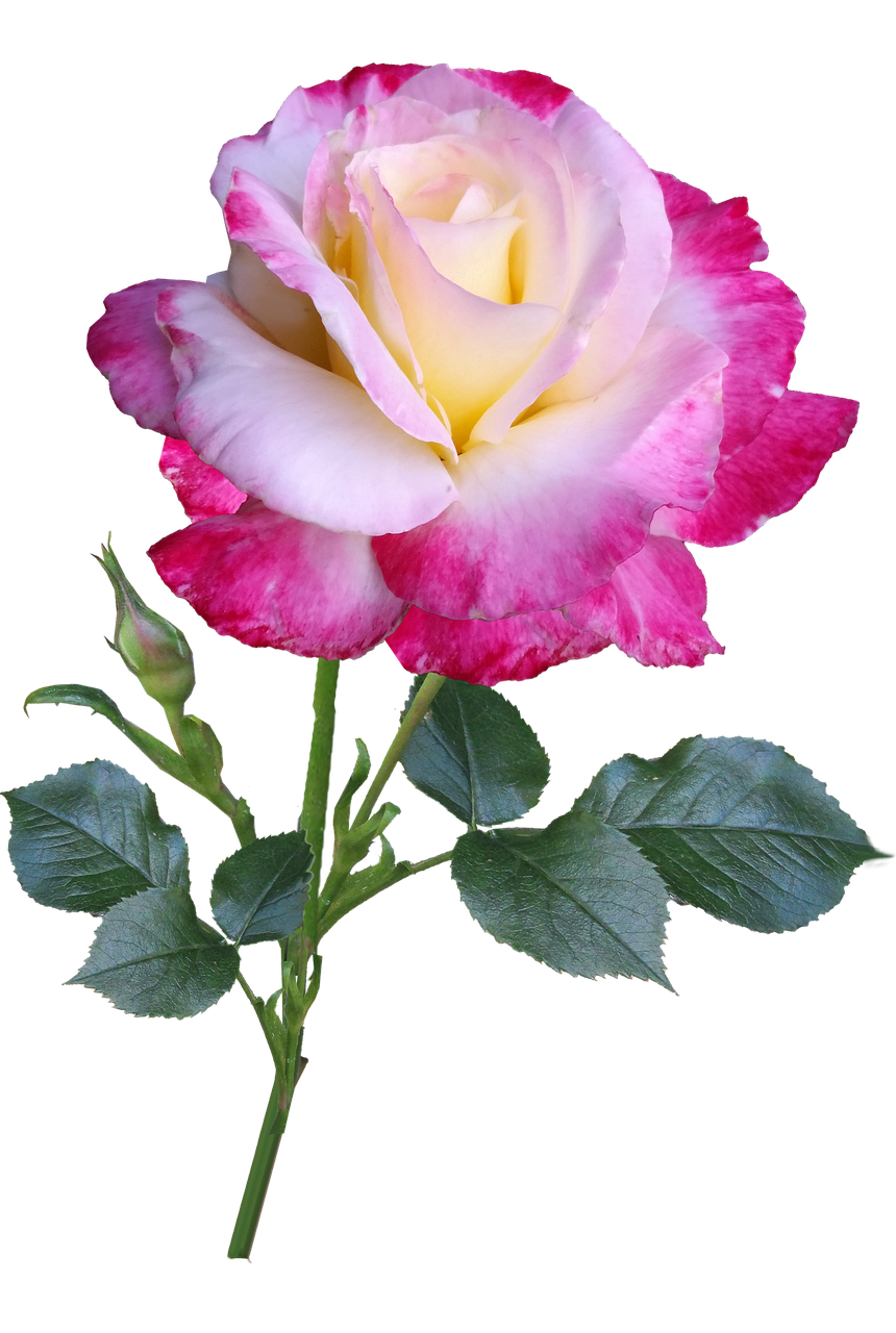 rose flower stem free photo