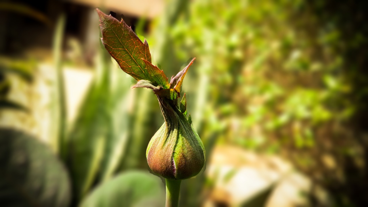 rose buds close up free photo