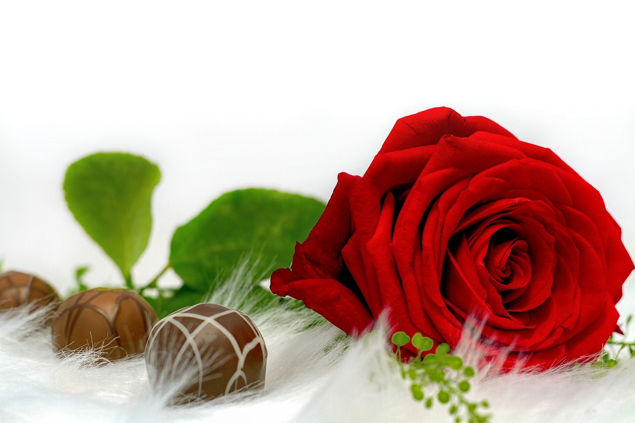 rose chocolate love free photo