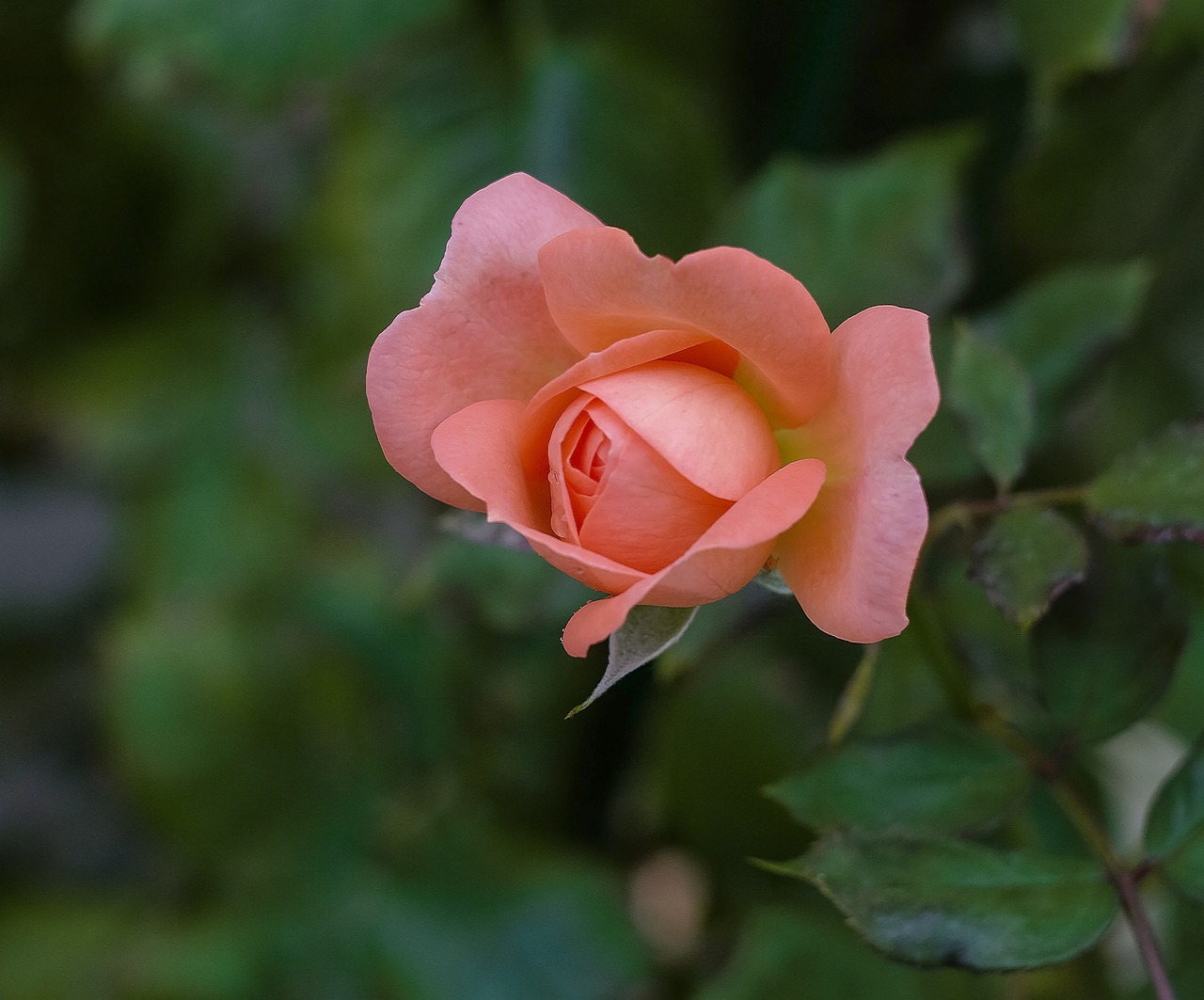 rose plant flower free photo