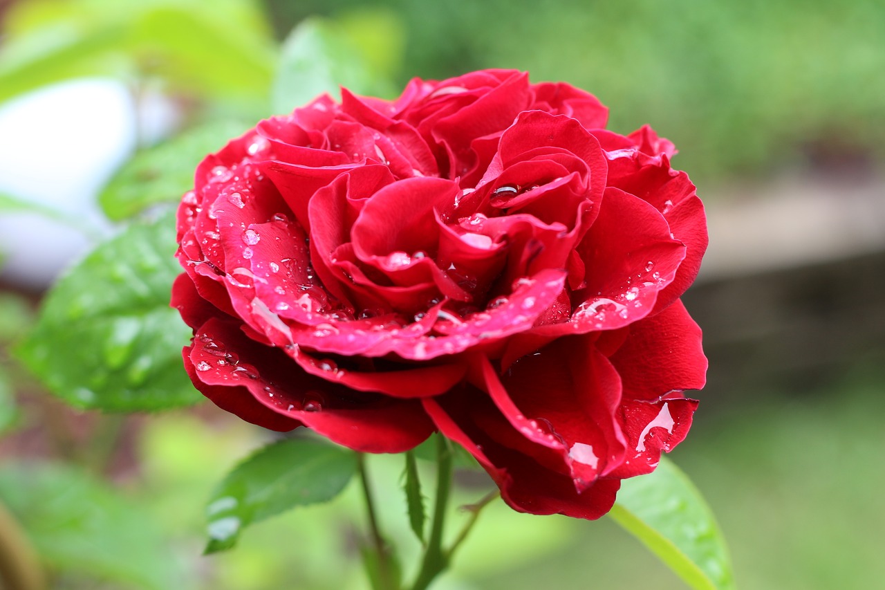 rose flower plant free photo