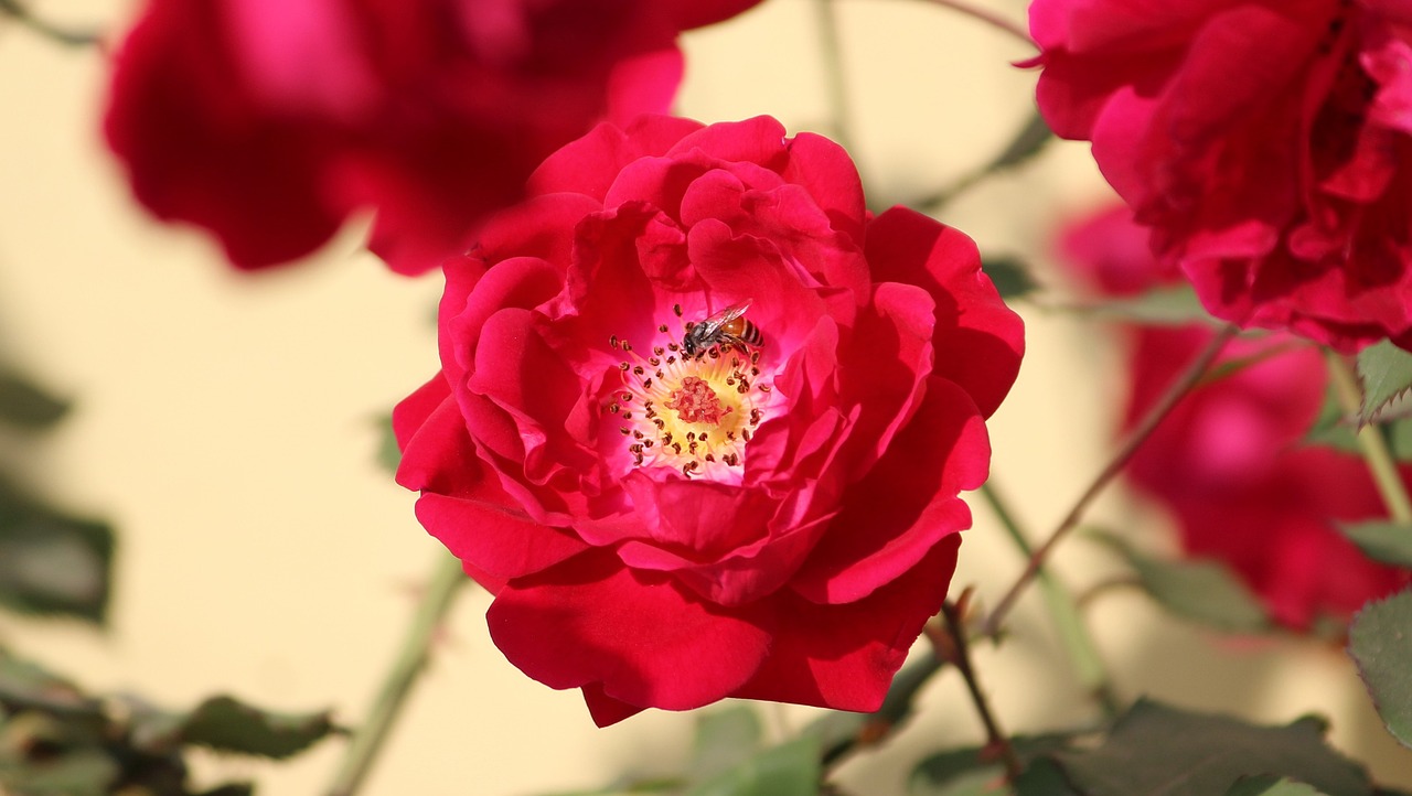 rose rosa flower free photo