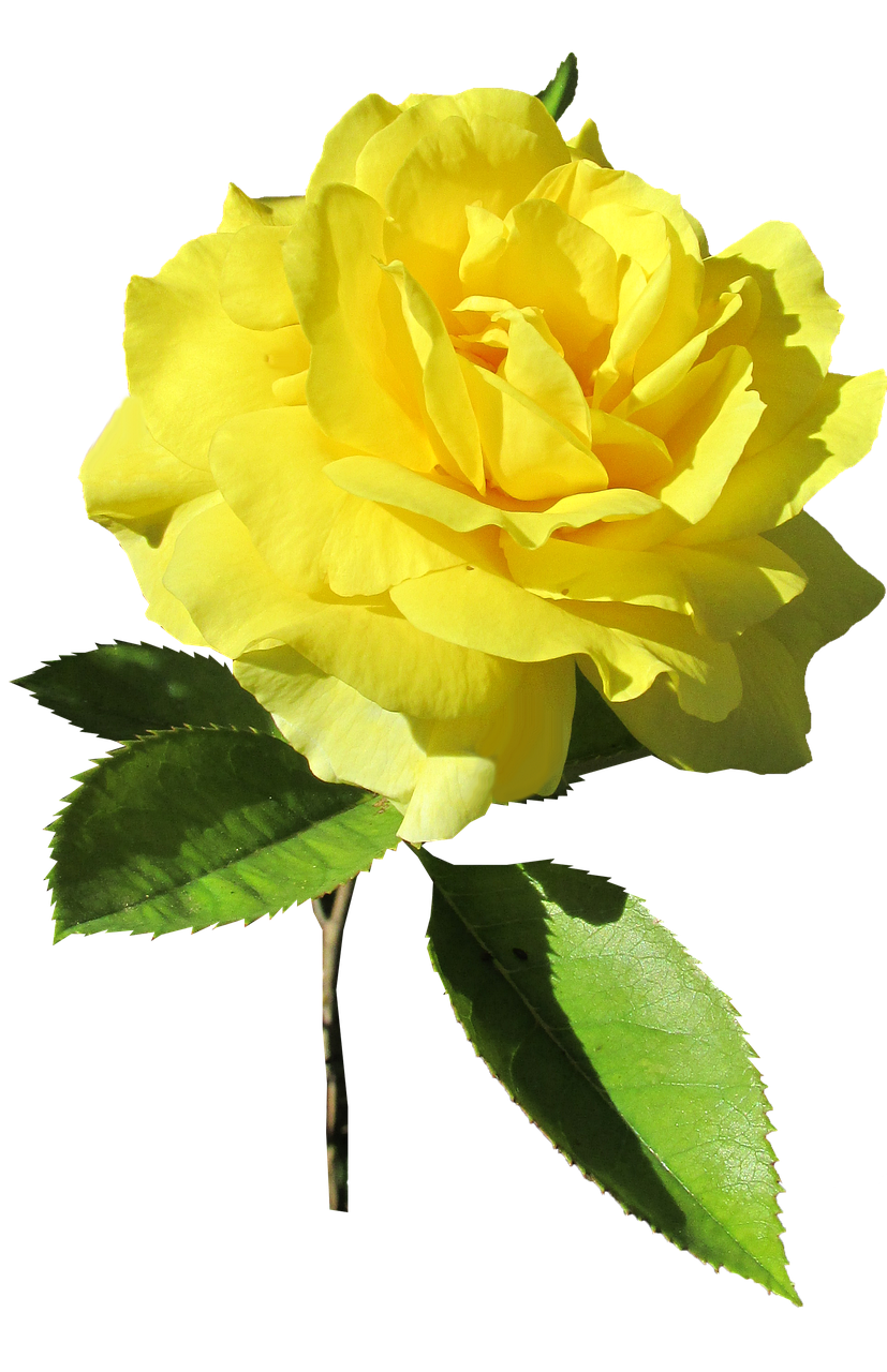 rose yellow stem free photo