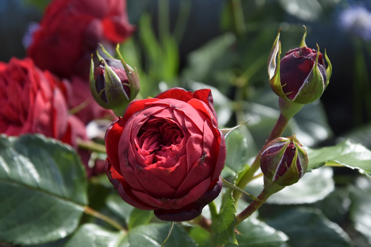 rose flowers flower free photo