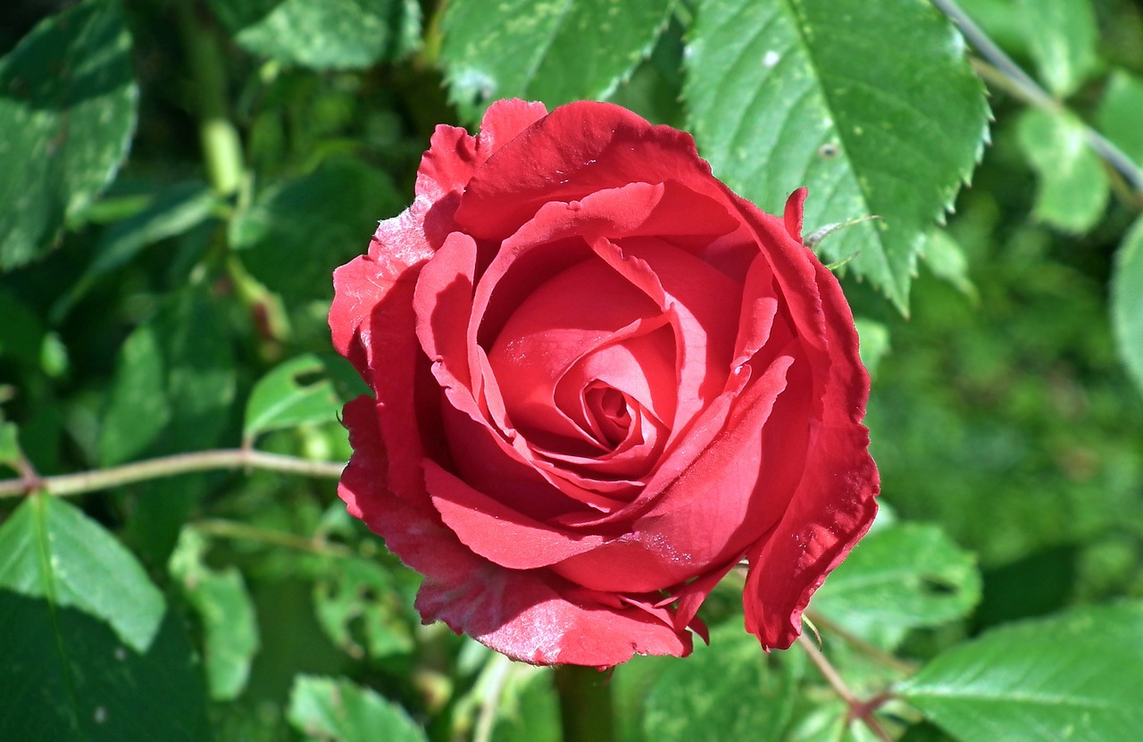 rose red flower free photo