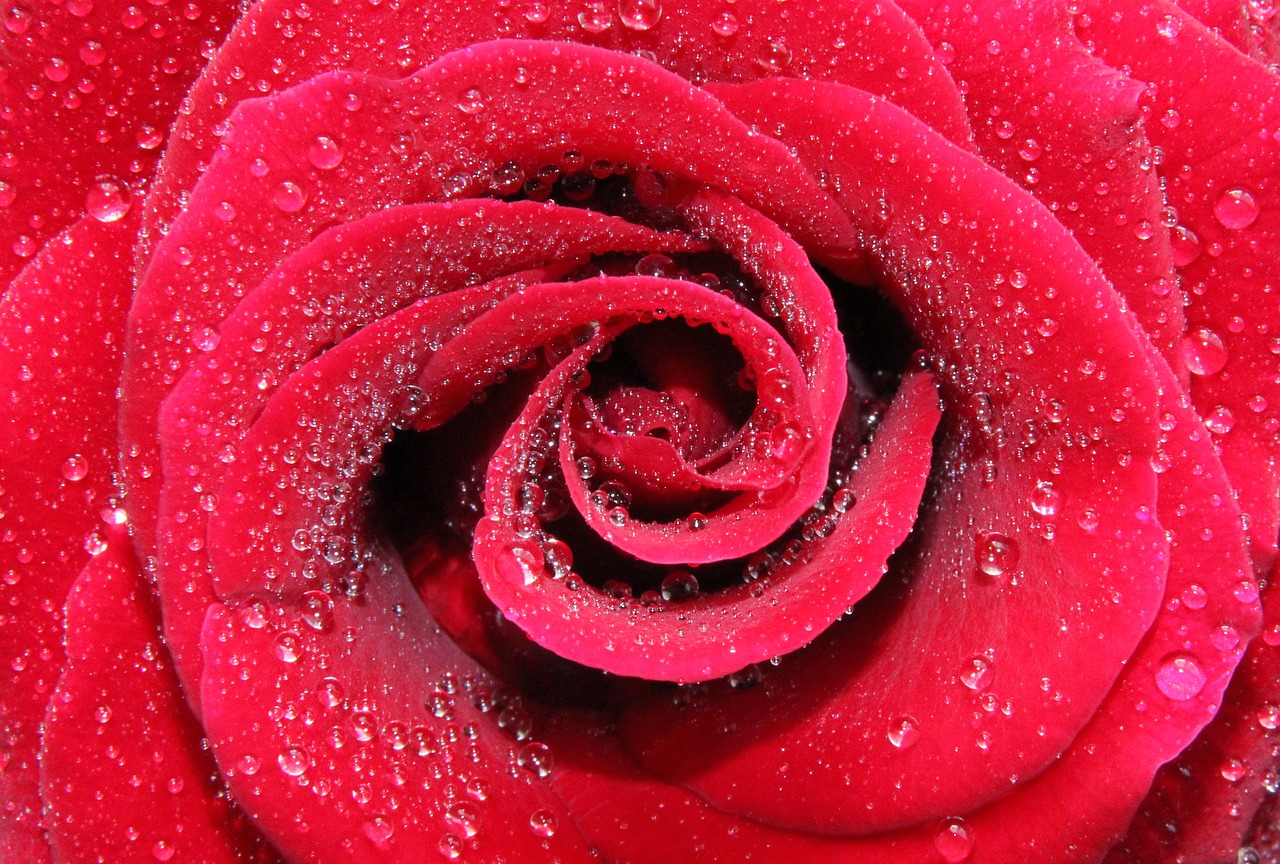 rose flower petal free photo