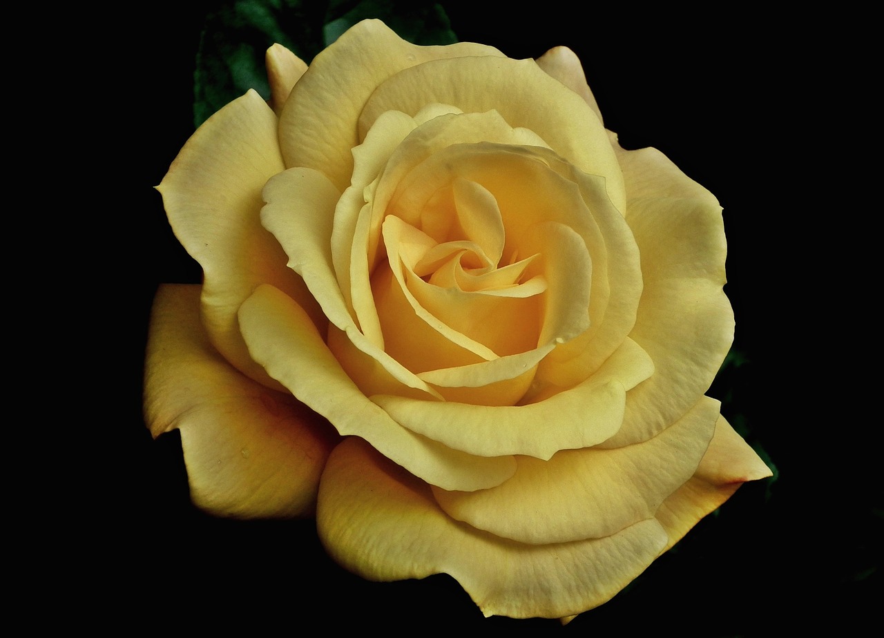 rose yellow flower free photo
