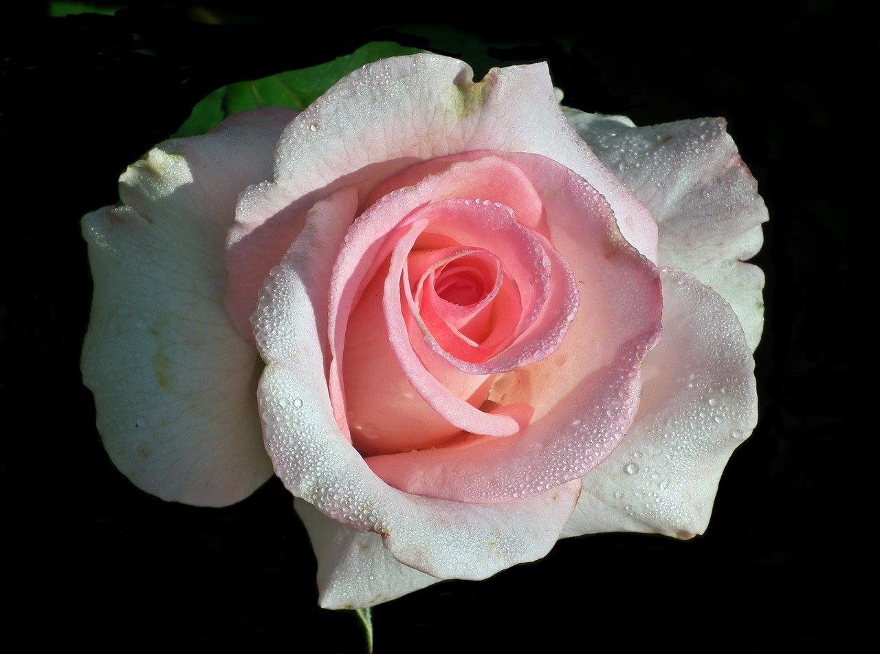 rose flower pink free photo