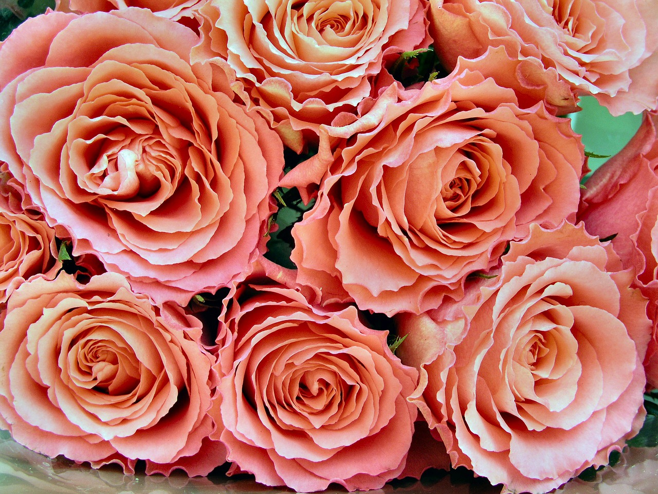 rose bouquet petal free photo