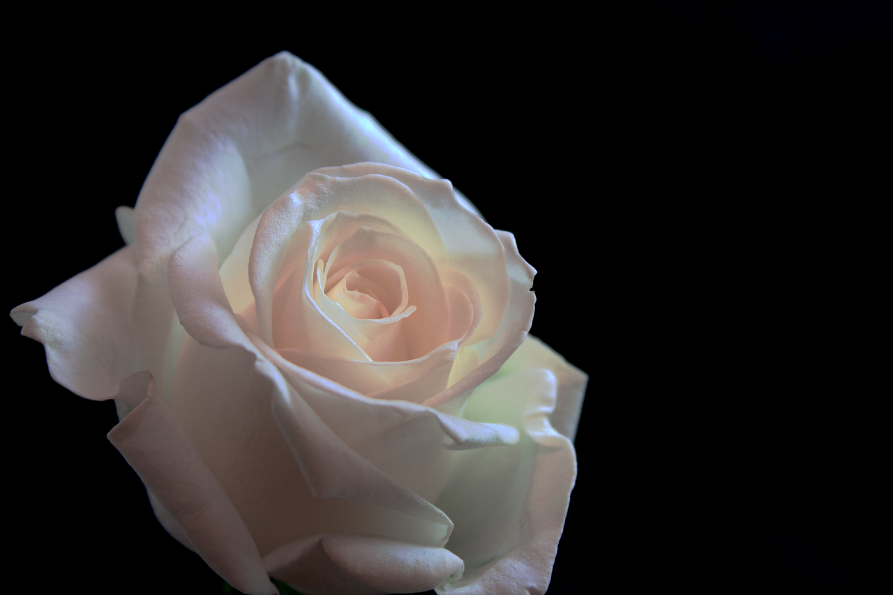 rose flower love free photo