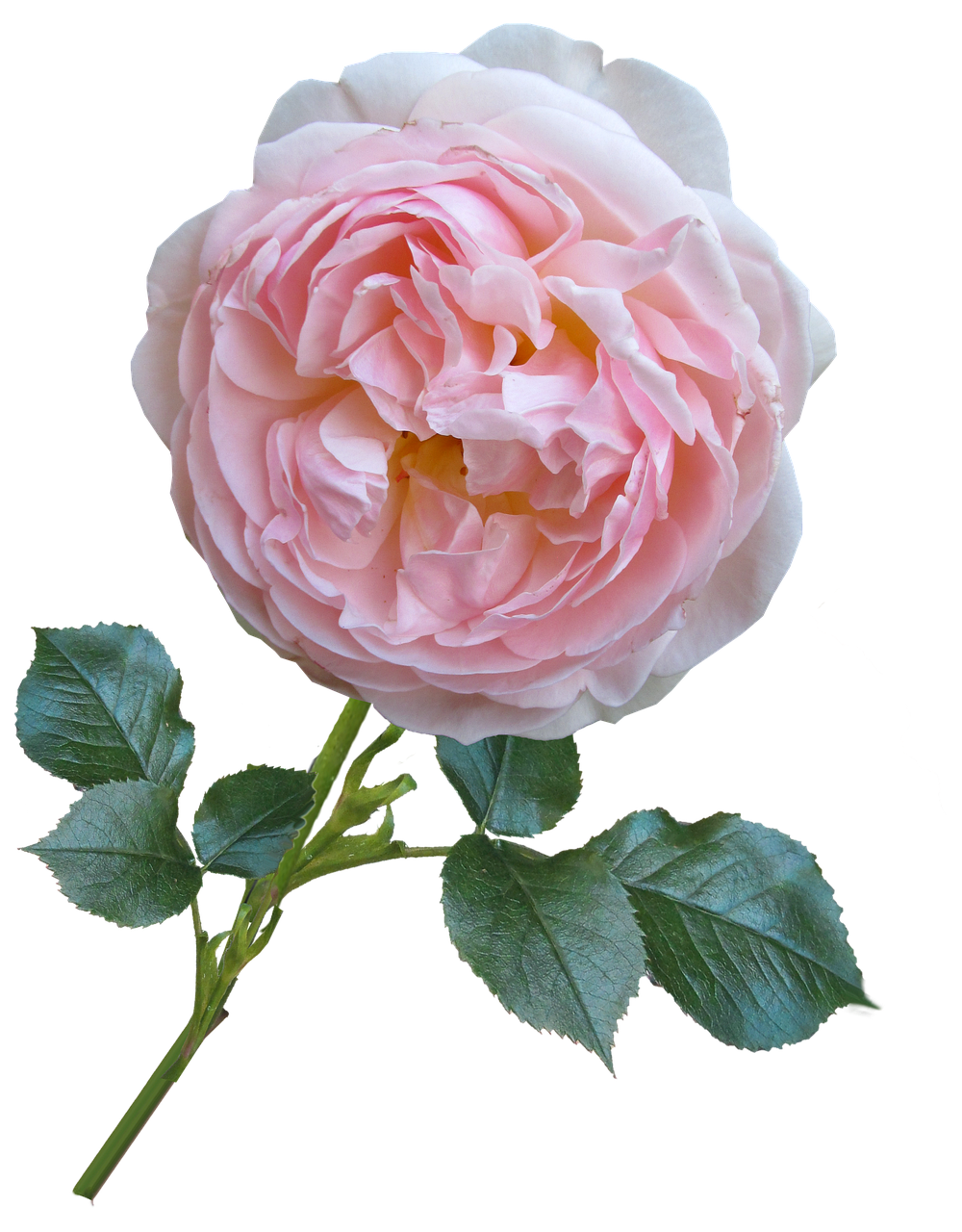 rose pink david austin free photo