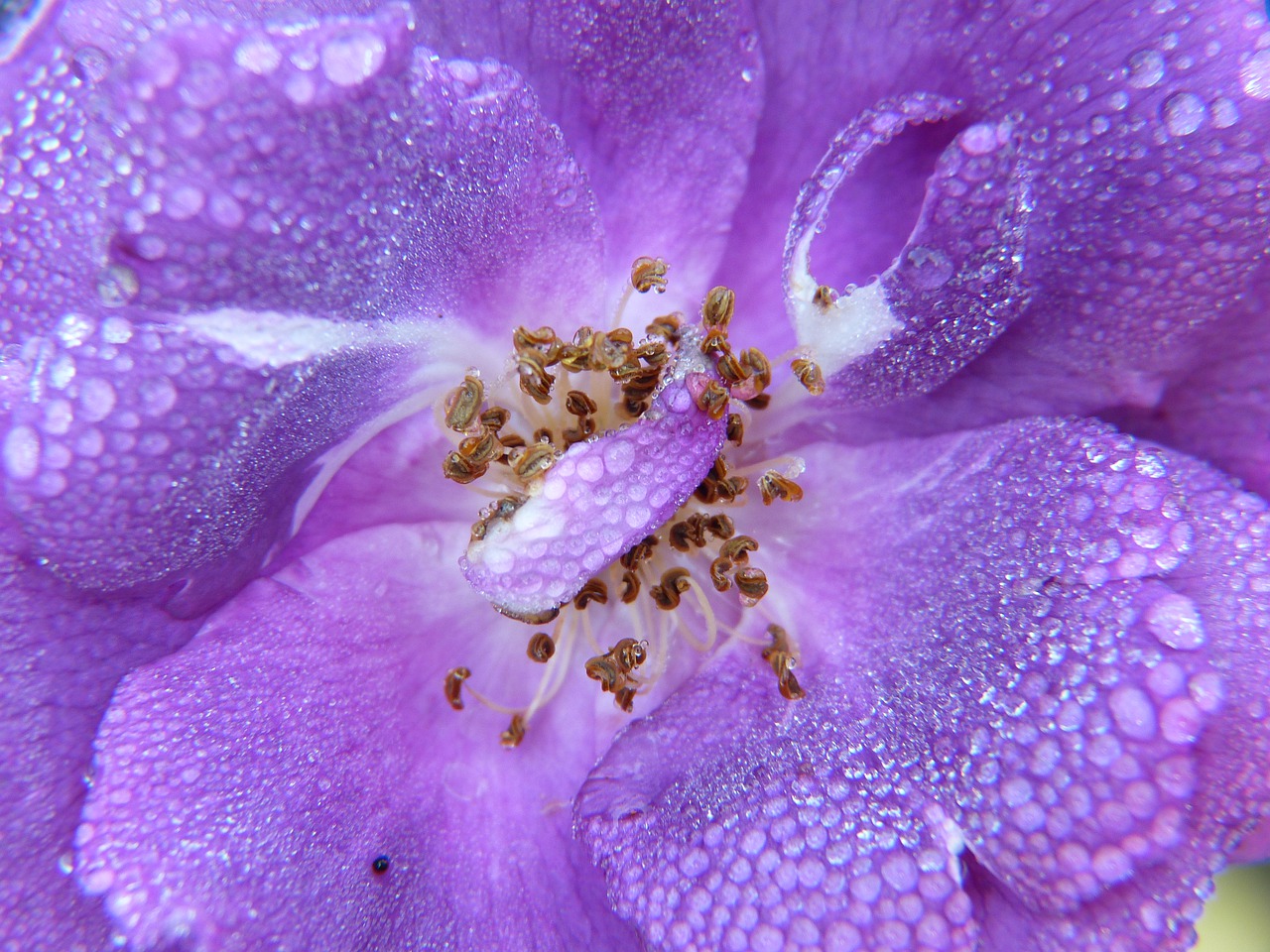 rose purple dew free photo