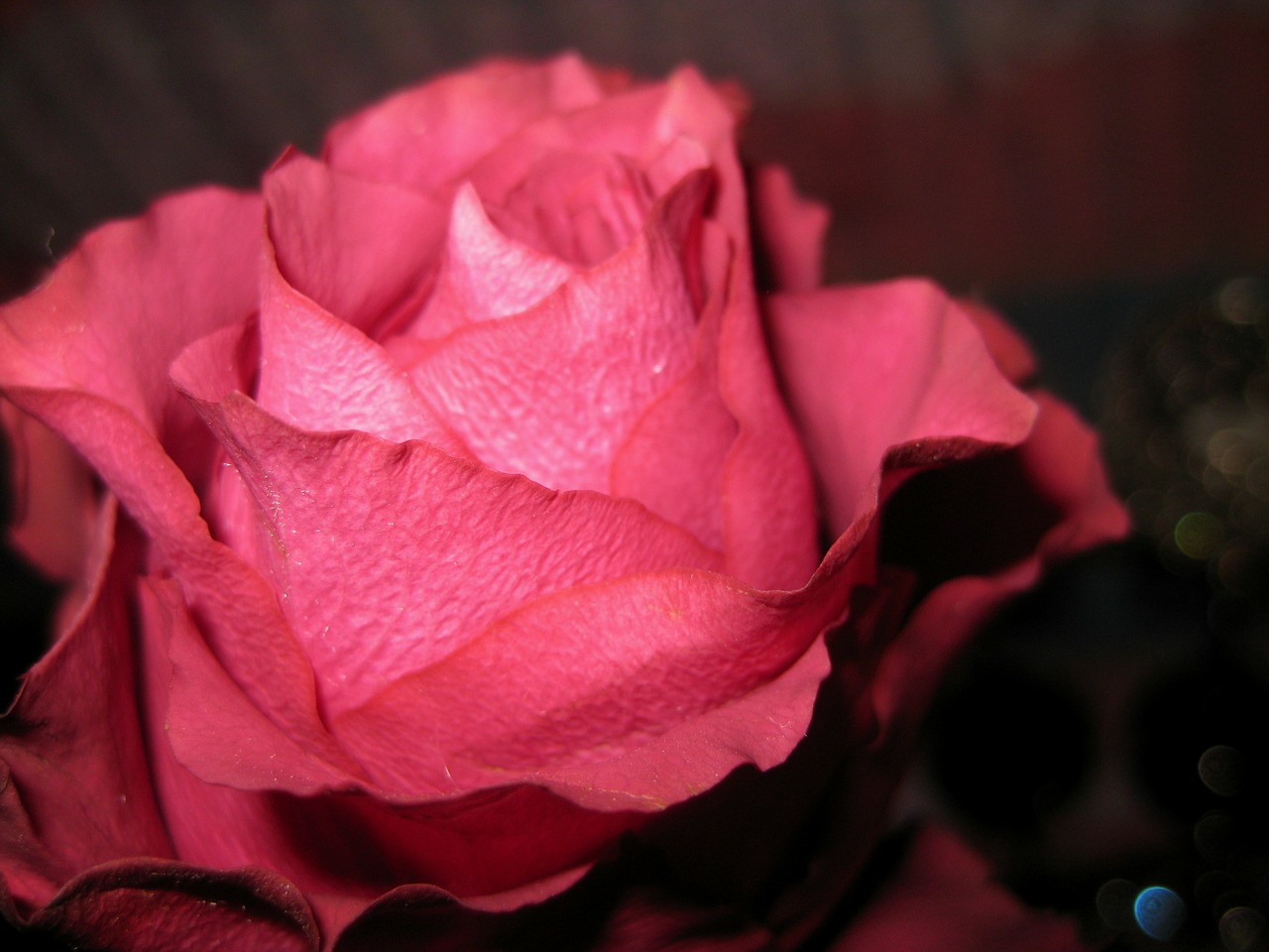 rose flower congratulation free photo