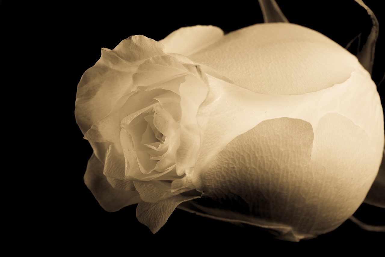 Лепестками белых роз. Белые розы. Лепестки белых роз. Коричневые розы на белом фоне. Белые розы на сером фоне.