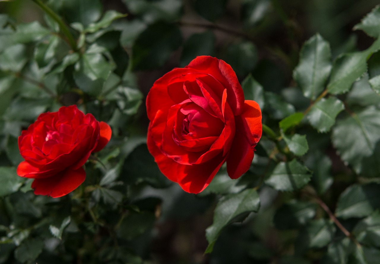 rose flower plant free photo