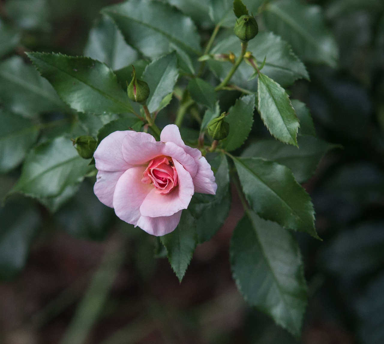 rose flower blossom free photo