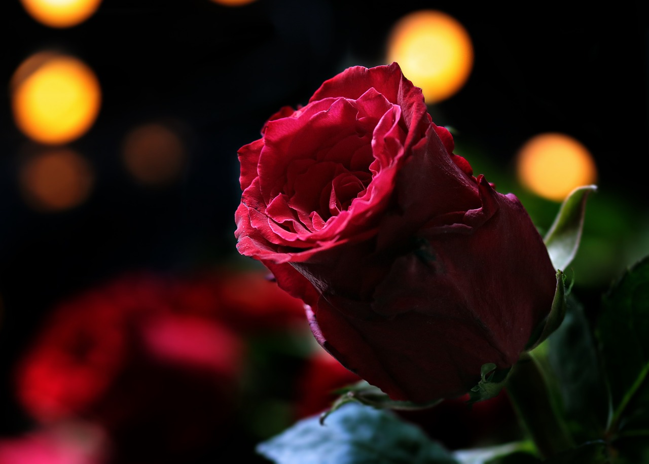 rose bokeh red rose free photo