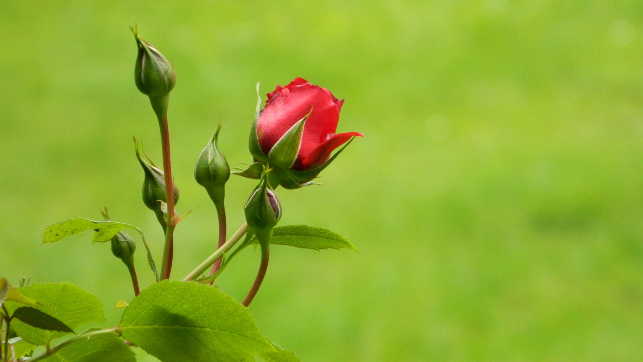 rose red bush free photo