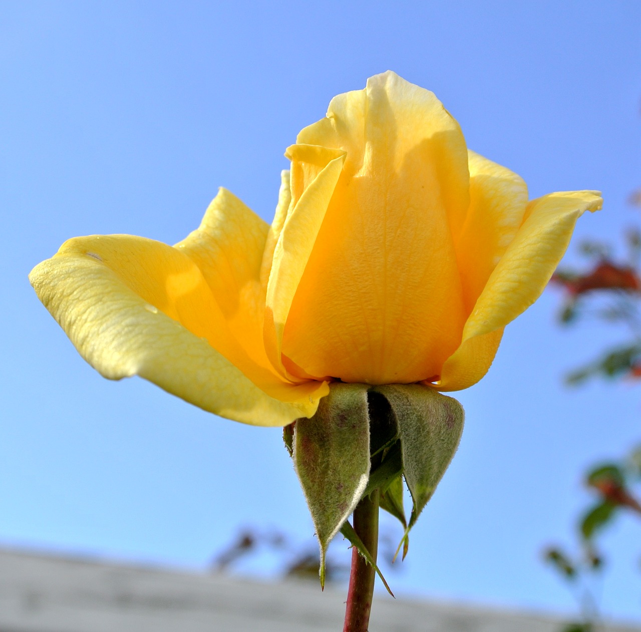 rose yellow flower free photo