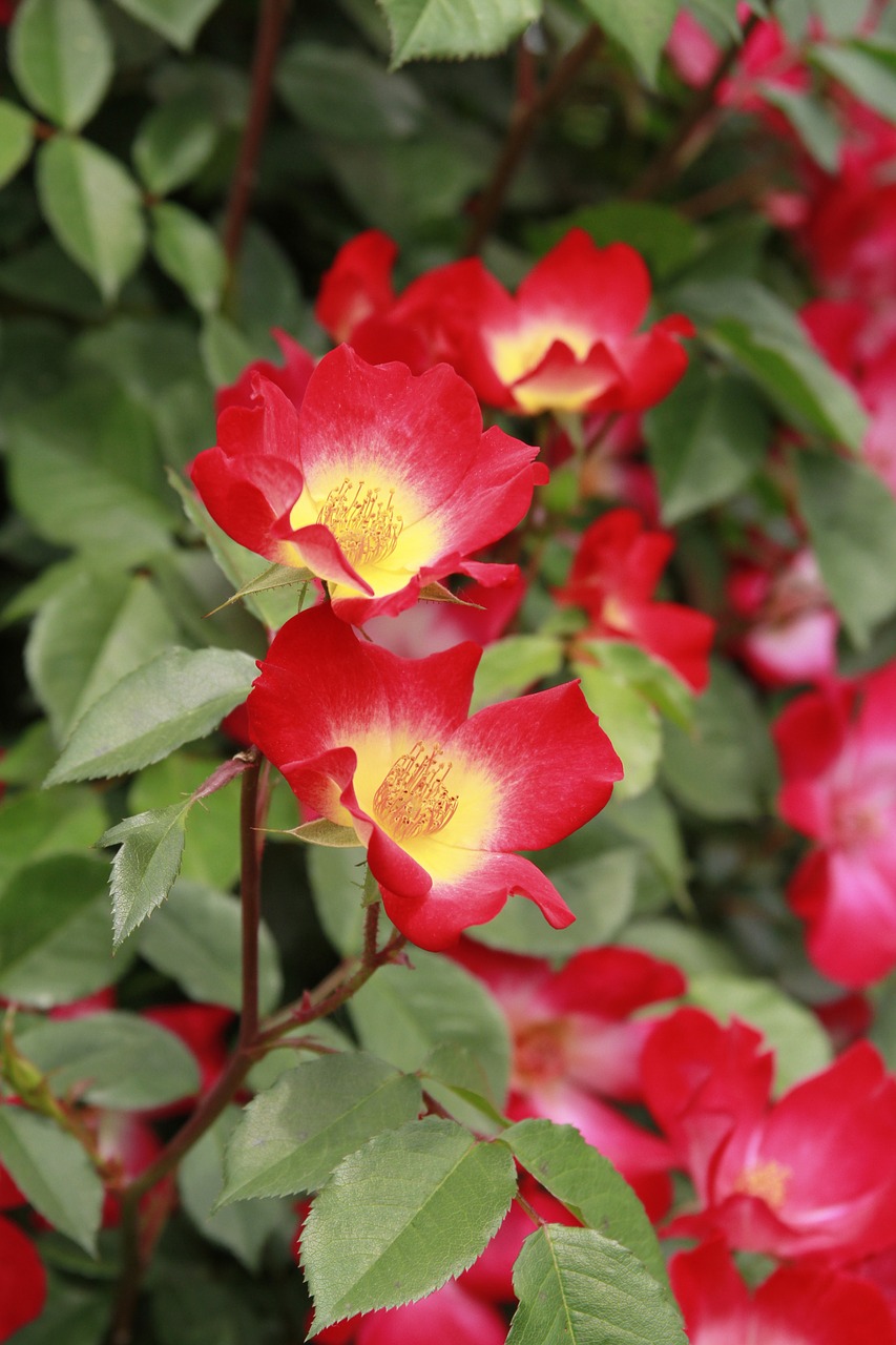 rose flowers nature free photo