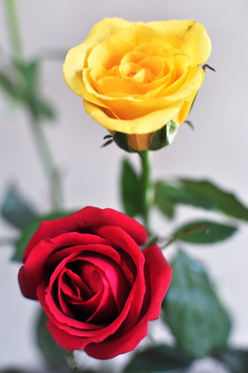 rose flower romance free photo