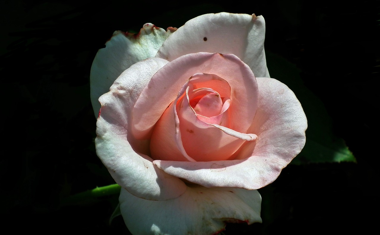 rose flower petal free photo