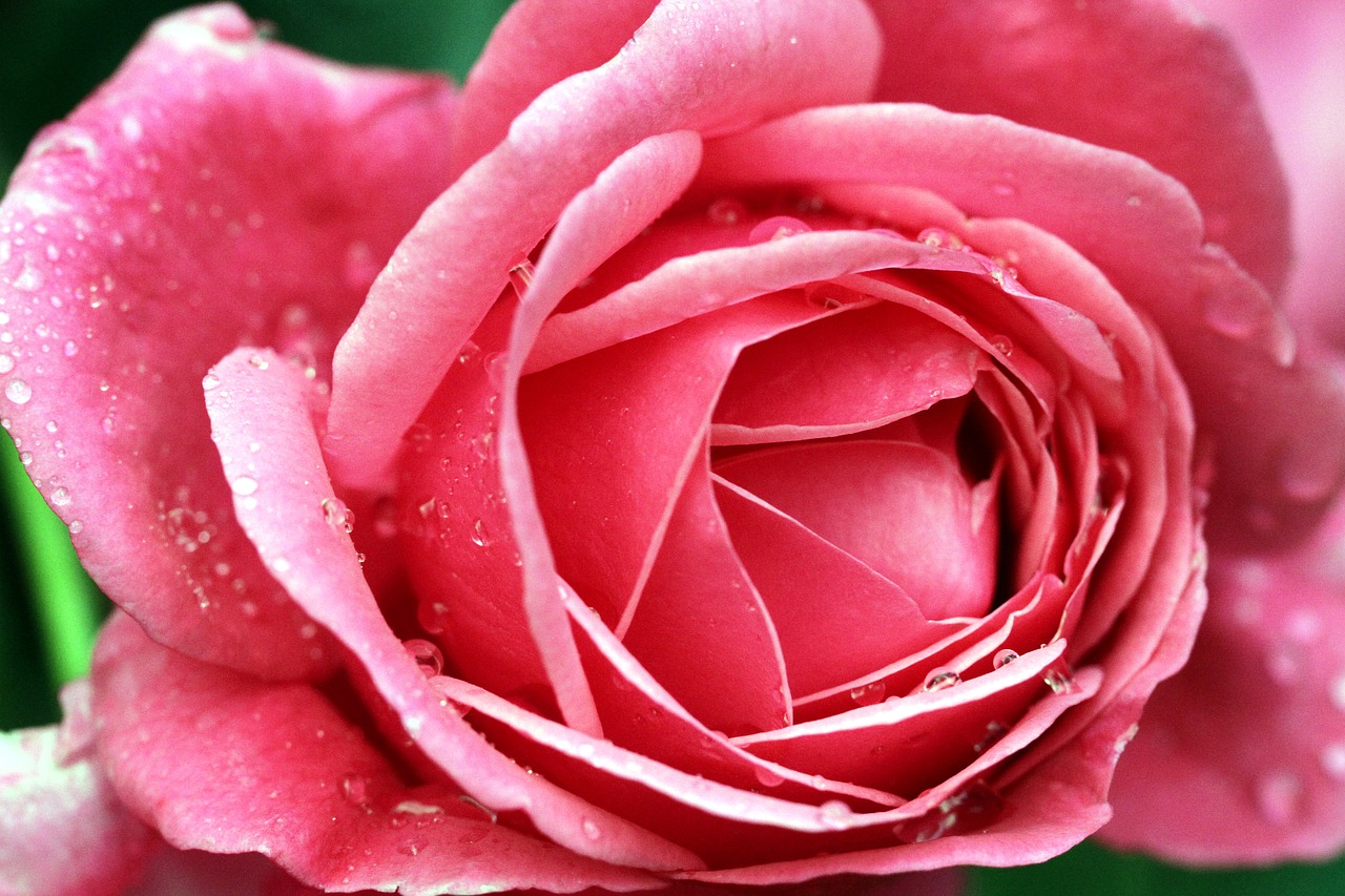 rose flower petal free photo