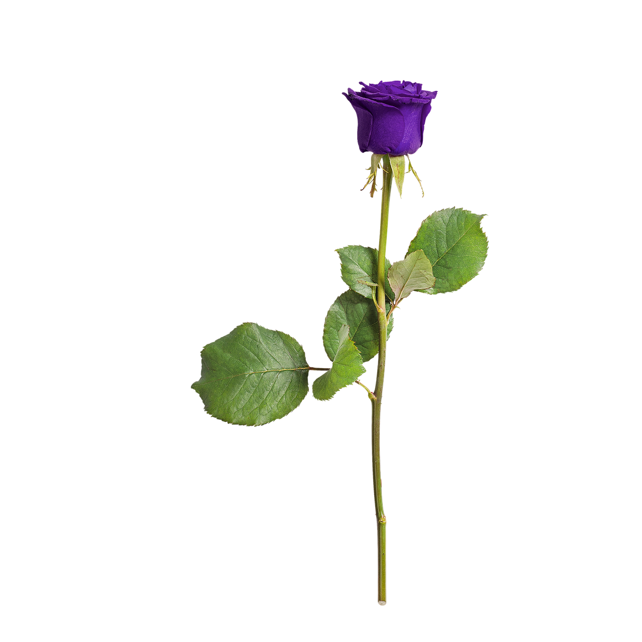 rose isolated love free photo