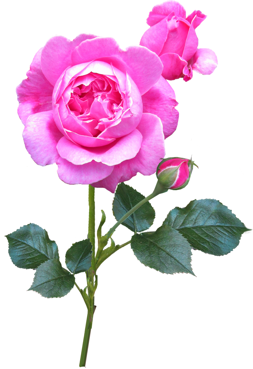 rose pink stem free photo