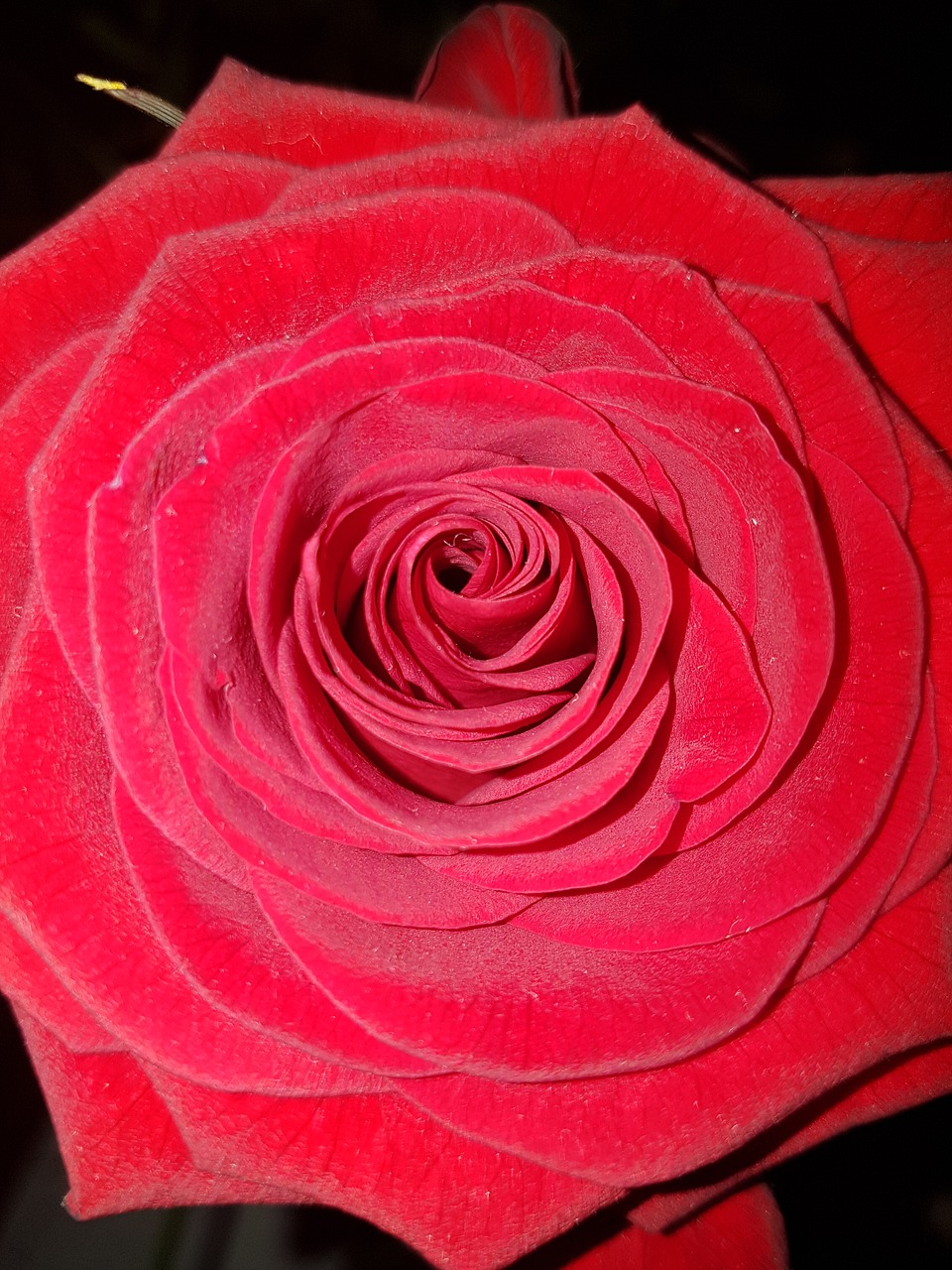 rose flower romance free photo
