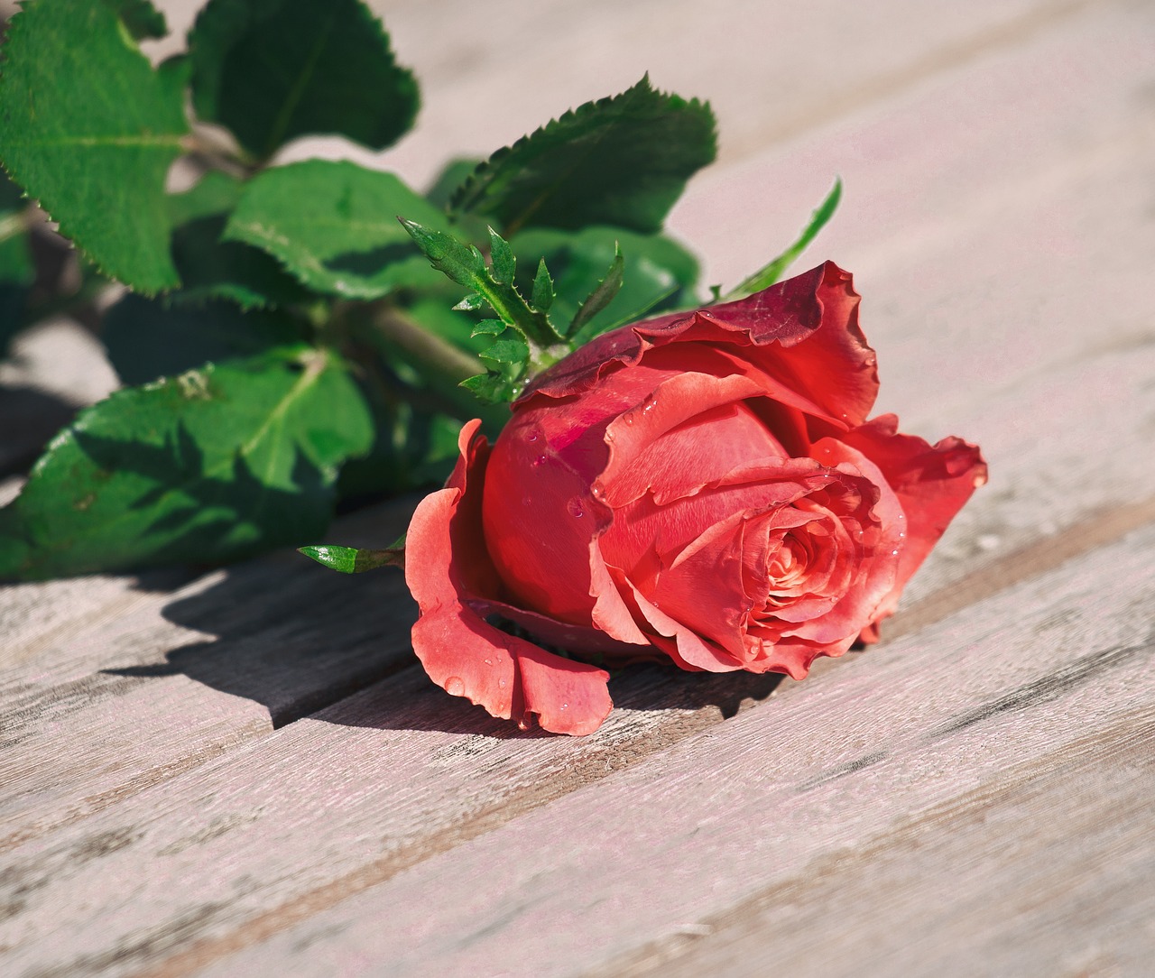 rose flower romance free photo