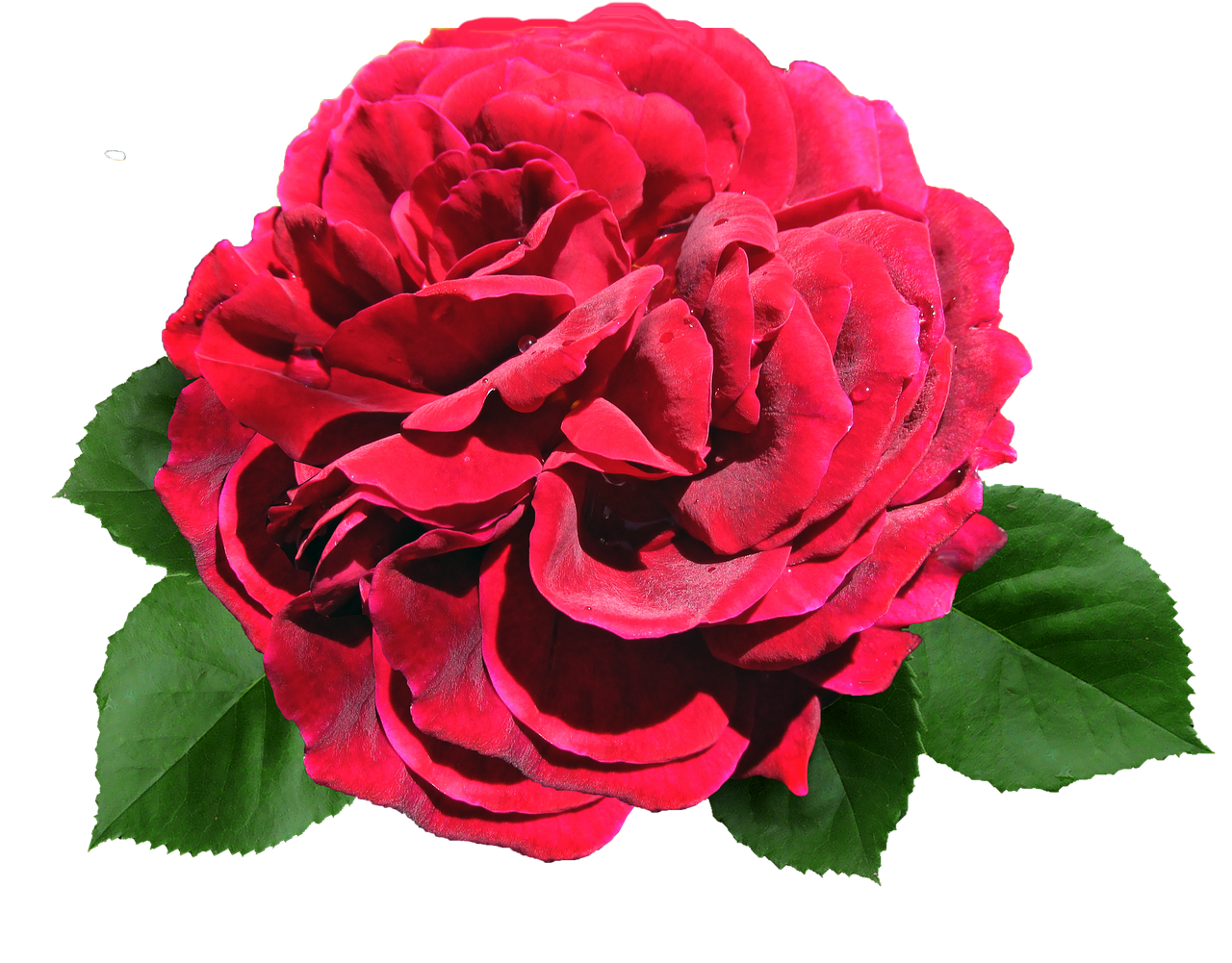 rose red david austin free photo