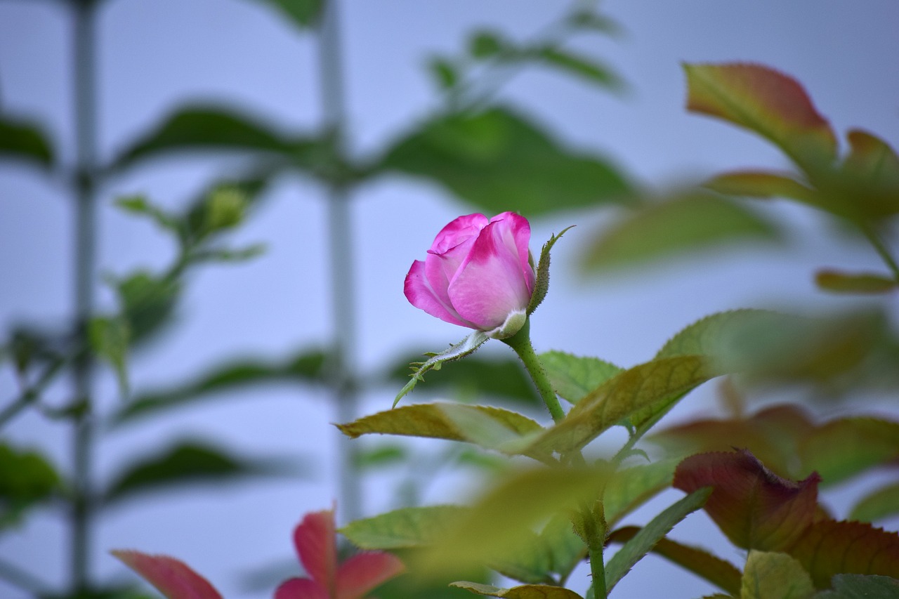 rose flower bloom free photo