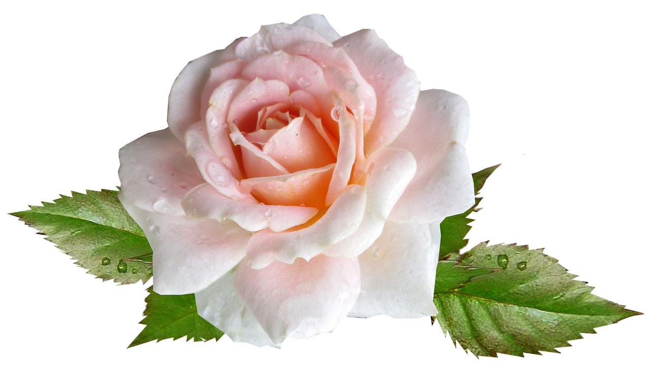 rose pink flower free photo